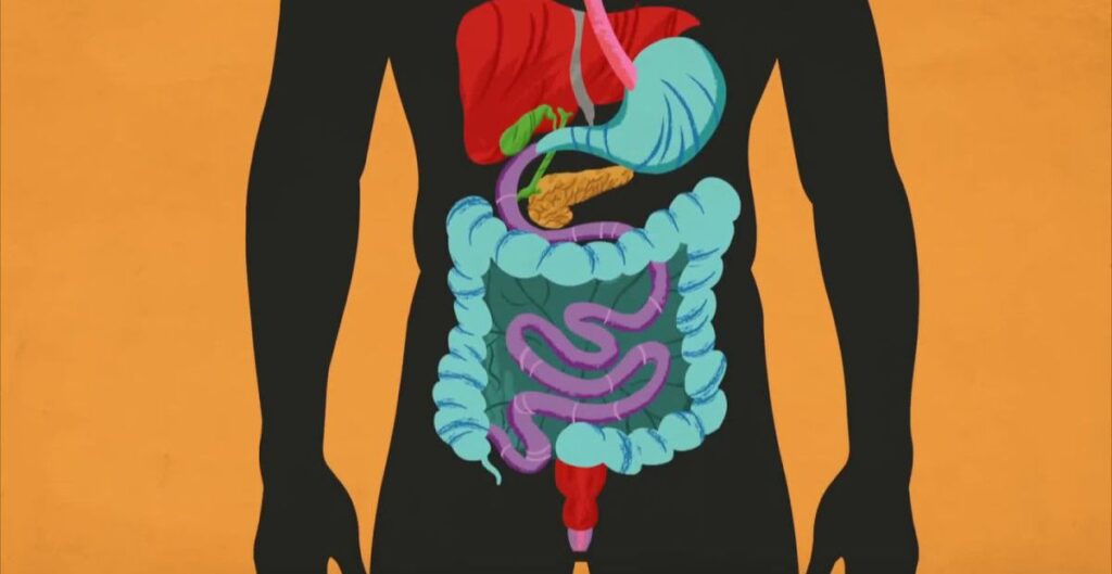 How Does Digestion Work?