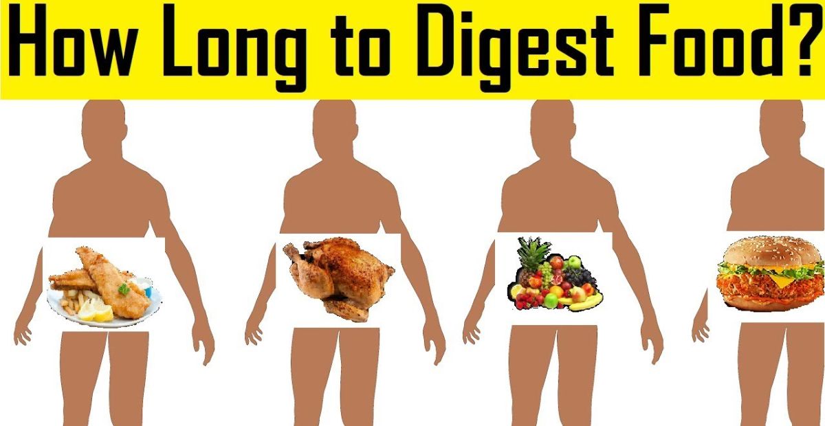 How Long Does It Take To Digest Food?