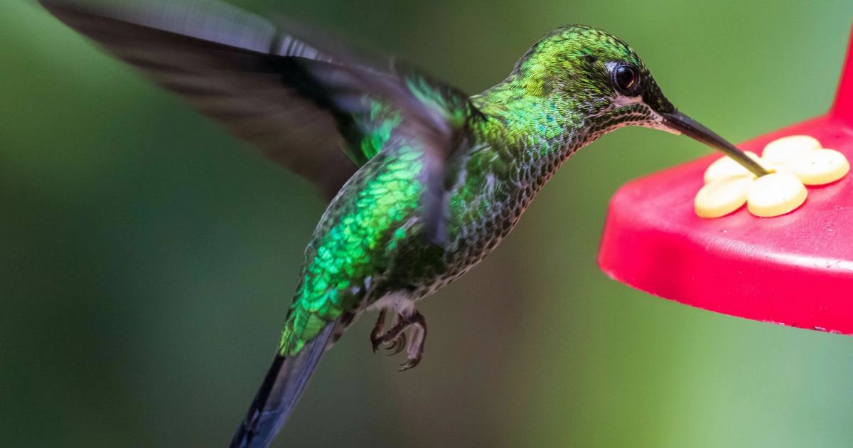 Hummingbird Food & Nectar Recipe