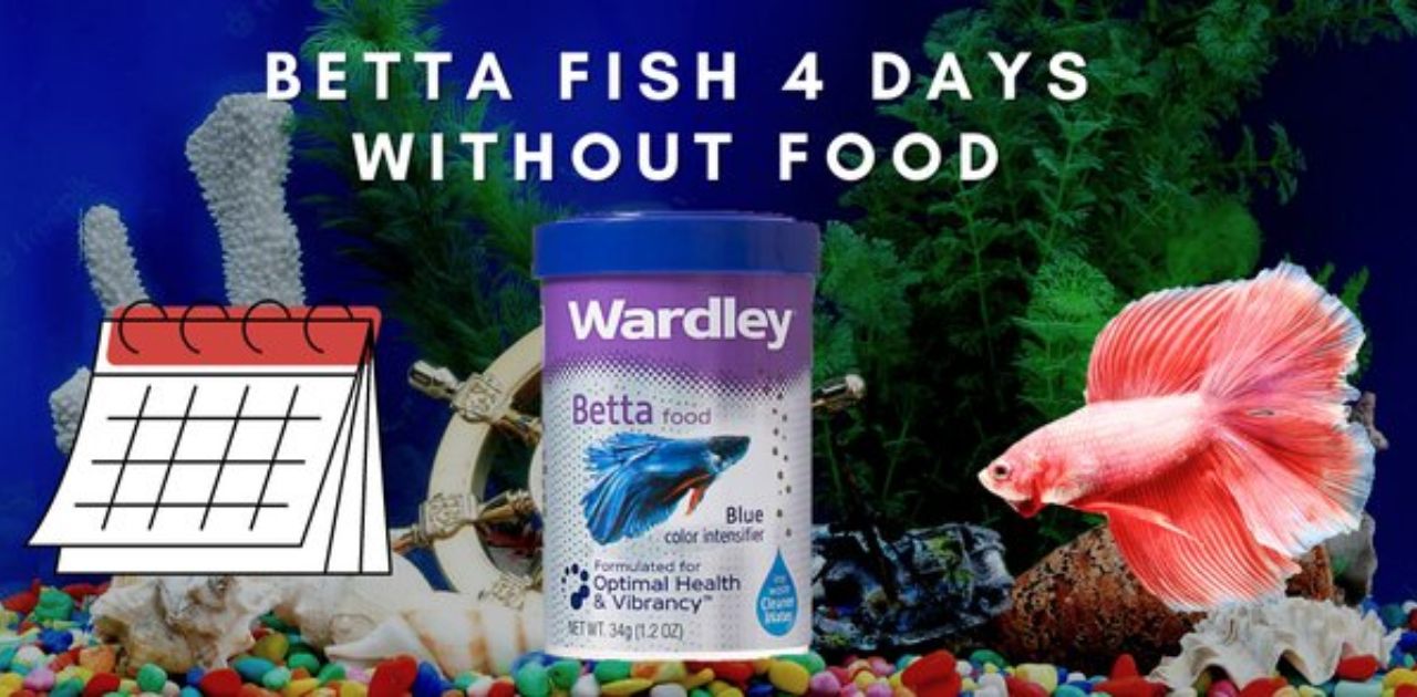 How Long Can Betta Fish Go Without Food