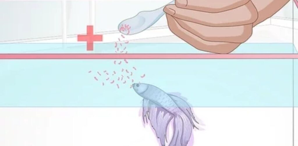 Practical Tips for Feeding Betta Fish Responsibly