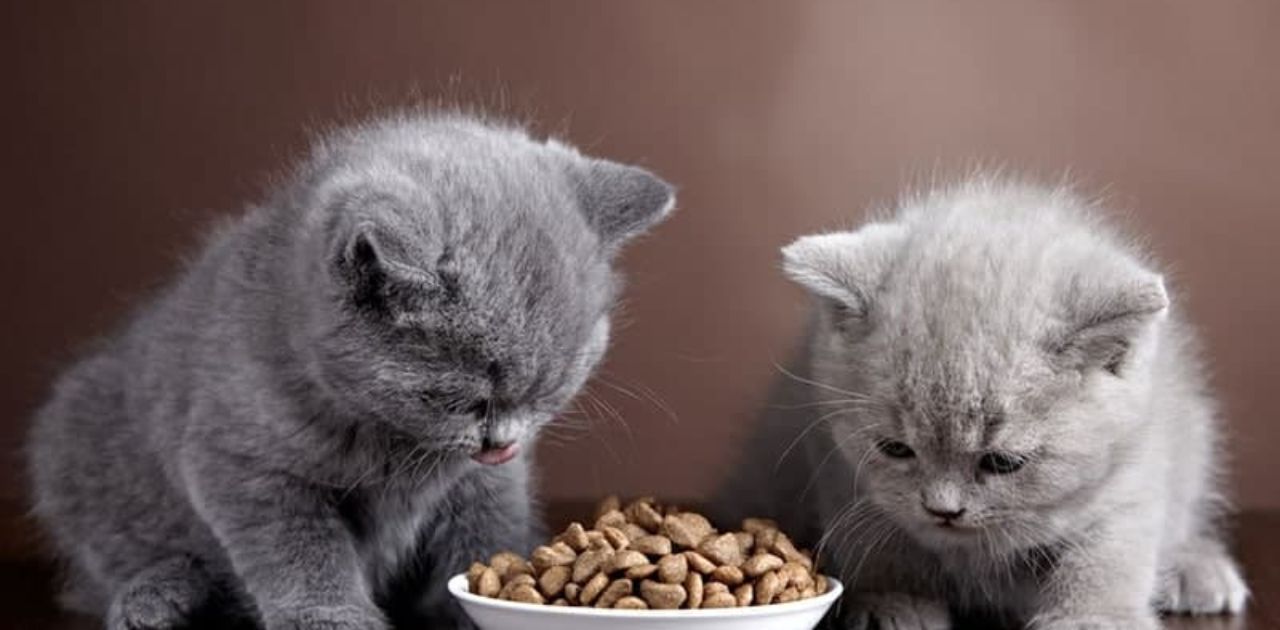 Can Kittens Eat Adult Cat Food