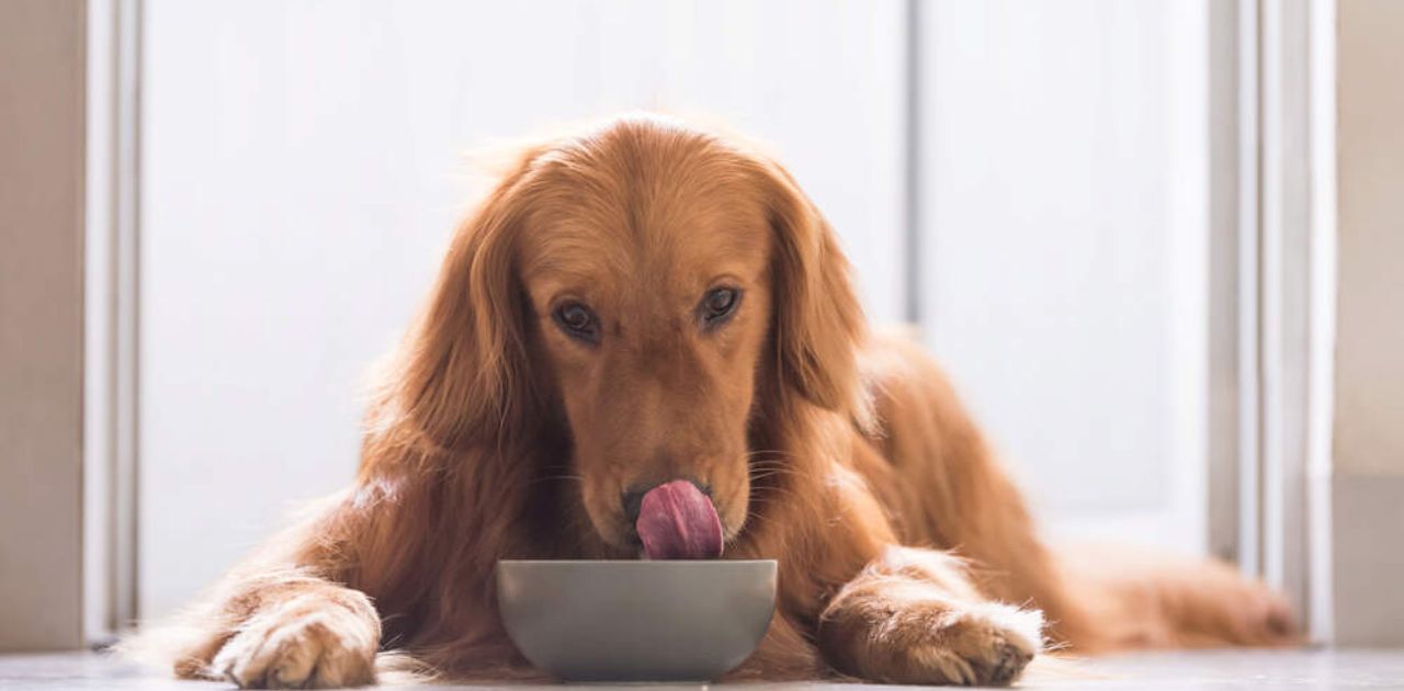 what is chicken meal in dog food